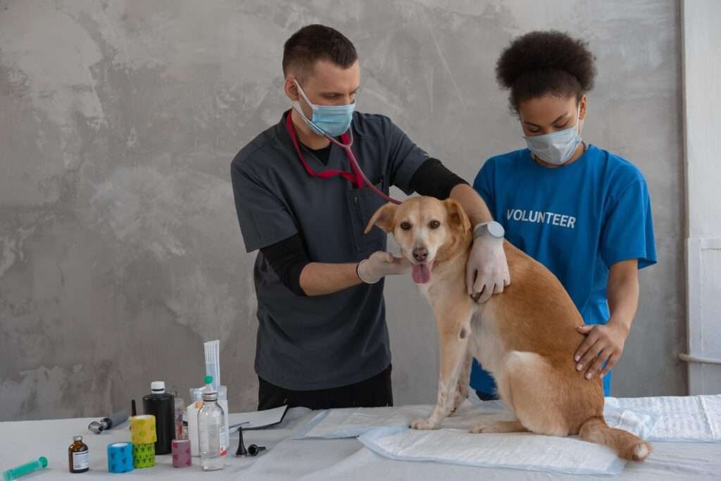 doctors checking dog